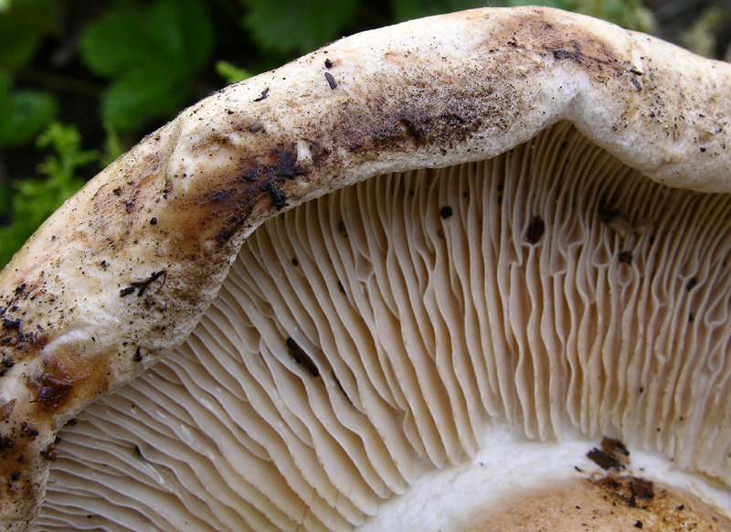 Tricholoma colossus.